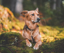 CARLA, Hund, Mischlingshund in Unterkirnach - Bild 7