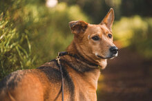 CARLA, Hund, Mischlingshund in Unterkirnach - Bild 9