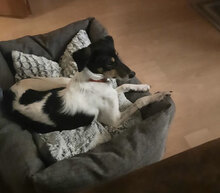 SURI, Hund, Mischlingshund in Wennigsen - Bild 5