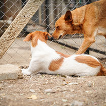 BONNY, Hund, Mischlingshund in Bulgarien - Bild 10
