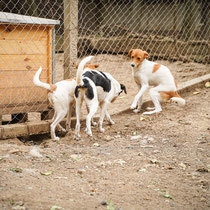 BONNY, Hund, Mischlingshund in Bulgarien - Bild 11