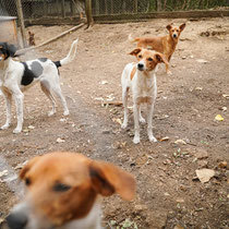 BONNY, Hund, Mischlingshund in Bulgarien - Bild 12