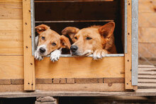 BONNY, Hund, Mischlingshund in Bulgarien - Bild 2