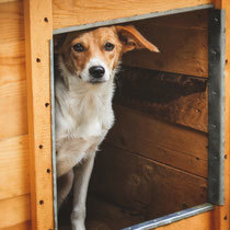 BONNY, Hund, Mischlingshund in Bulgarien - Bild 3
