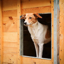 BONNY, Hund, Mischlingshund in Bulgarien - Bild 4