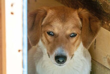 BONNY, Hund, Mischlingshund in Bulgarien - Bild 5