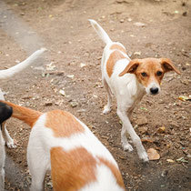 BONNY, Hund, Mischlingshund in Bulgarien - Bild 8