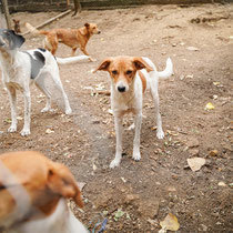 BONNY, Hund, Mischlingshund in Bulgarien - Bild 9
