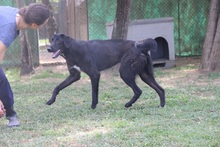 BOOGIE, Hund, Mischlingshund in Italien - Bild 2