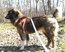 PENELOPE, Hund, Mischlingshund in Rumänien - Bild 1