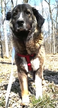 PENELOPE, Hund, Mischlingshund in Rumänien - Bild 2
