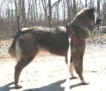 PENELOPE, Hund, Mischlingshund in Rumänien - Bild 3