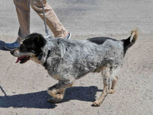 THEODOR, Hund, Mischlingshund in Bulgarien - Bild 10