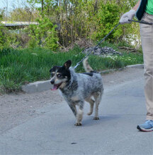 THEODOR, Hund, Mischlingshund in Bulgarien - Bild 11