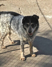 THEODOR, Hund, Mischlingshund in Bulgarien - Bild 2