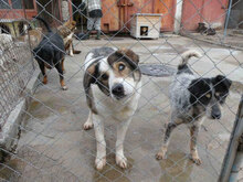 THEODOR, Hund, Mischlingshund in Bulgarien - Bild 3