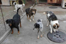 THEODOR, Hund, Mischlingshund in Bulgarien - Bild 4