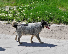 THEODOR, Hund, Mischlingshund in Bulgarien - Bild 5