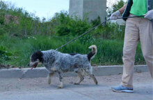 THEODOR, Hund, Mischlingshund in Bulgarien - Bild 6