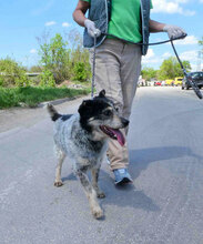 THEODOR, Hund, Mischlingshund in Bulgarien - Bild 7