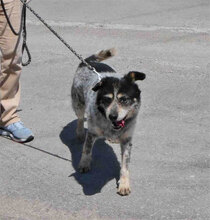 THEODOR, Hund, Mischlingshund in Bulgarien - Bild 8