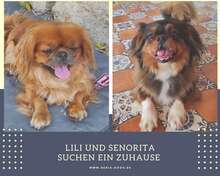 LILI, Hund, Pekingese in Arnsberg - Bild 15
