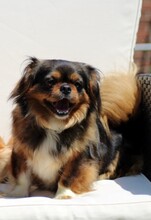 LILI, Hund, Pekingese in Arnsberg - Bild 3