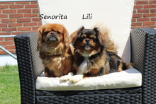 SENORITA, Hund, Pekingese in Arnsberg - Bild 1