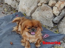 SENORITA, Hund, Pekingese in Arnsberg - Bild 10