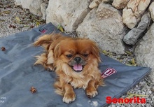 SENORITA, Hund, Pekingese in Arnsberg - Bild 12