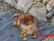 SENORITA, Hund, Pekingese in Arnsberg - Bild 14