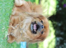 SENORITA, Hund, Pekingese in Arnsberg - Bild 3