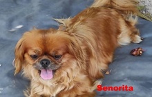 SENORITA, Hund, Pekingese in Arnsberg - Bild 8