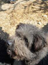 BONI, Hund, Mischlingshund in Ungarn - Bild 5
