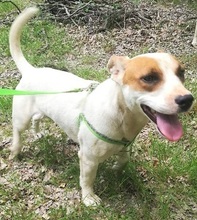 FRIEDA, Hund, Mischlingshund in Rumänien - Bild 1