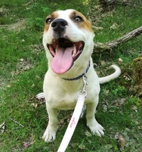 FRIEDA, Hund, Mischlingshund in Rumänien - Bild 3