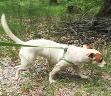 FRIEDA, Hund, Mischlingshund in Rumänien - Bild 4