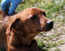 CSÖPIKE, Hund, Mischlingshund in Ungarn - Bild 4