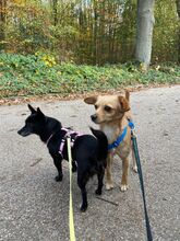 SISSY, Hund, Mischlingshund in Wedel - Bild 1
