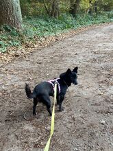 SISSY, Hund, Mischlingshund in Wedel - Bild 2