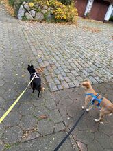 SISSY, Hund, Mischlingshund in Wedel - Bild 5