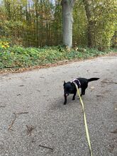 SISSY, Hund, Mischlingshund in Wedel - Bild 9