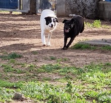 PENNYNERA, Hund, Mischlingshund in Italien - Bild 11