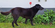 PENNYNERA, Hund, Mischlingshund in Moers - Bild 2