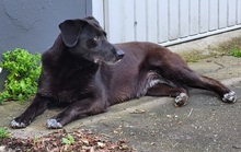 PENNYNERA, Hund, Mischlingshund in Moers - Bild 9