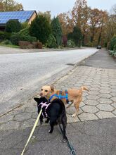 BALU, Hund, Chihuahua in Wedel - Bild 2