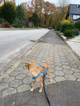 BALU, Hund, Chihuahua in Wedel - Bild 3