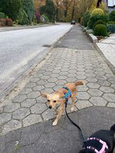 BALU, Hund, Chihuahua in Wedel - Bild 4