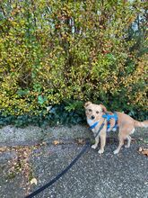 BALU, Hund, Chihuahua in Wedel - Bild 5