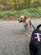 BALU, Hund, Chihuahua in Wedel - Bild 8